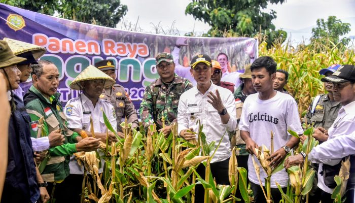 Wabup Bima dr.H. Irfan Panen Raya Jagung Hibrida di Langgudu