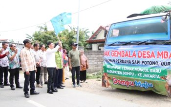 Bupati Dompu Lepas Perdana 107 Ekor Sapi Potong Qurban Ke Jakarta