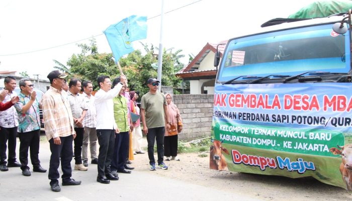 Bupati Dompu Lepas Perdana 107 Ekor Sapi Potong Qurban Ke Jakarta